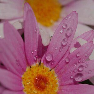 Meet your Posher, Staci